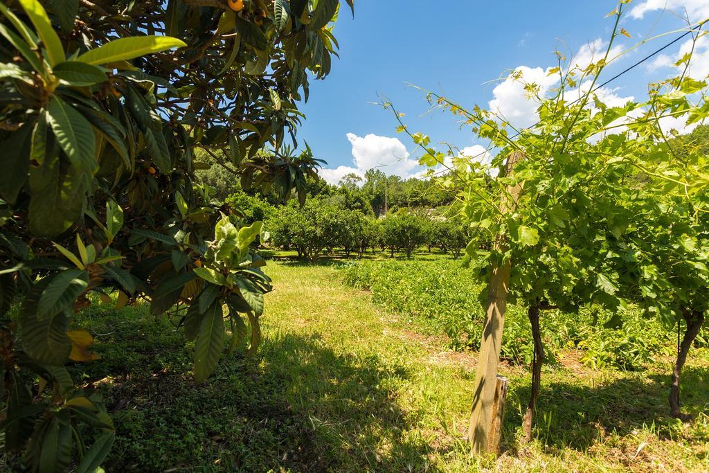 Konavle Apartments Zlatovisce Gruda Zewnętrze zdjęcie